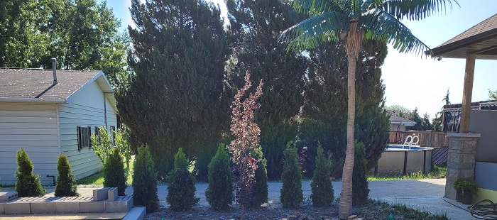 Order Fake Palm Trees in Ontario, Canada  